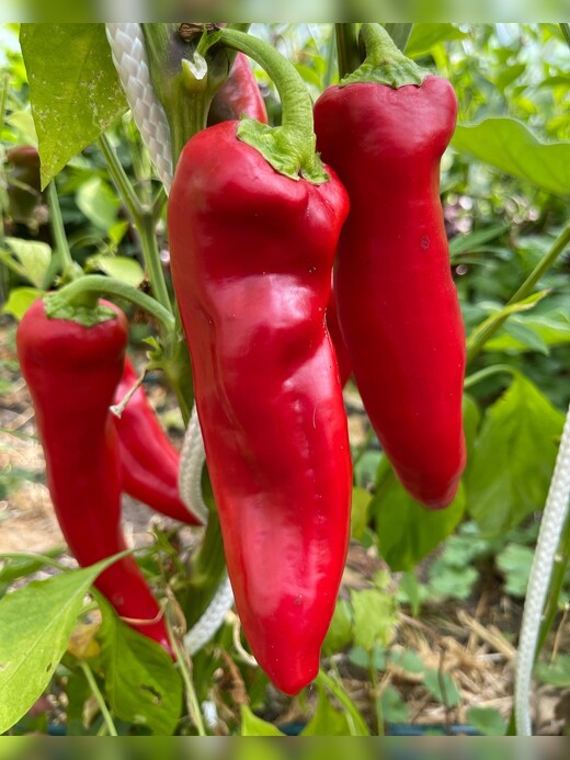 "Marconi Red" - BIO-Paprikasamen [samenfest]