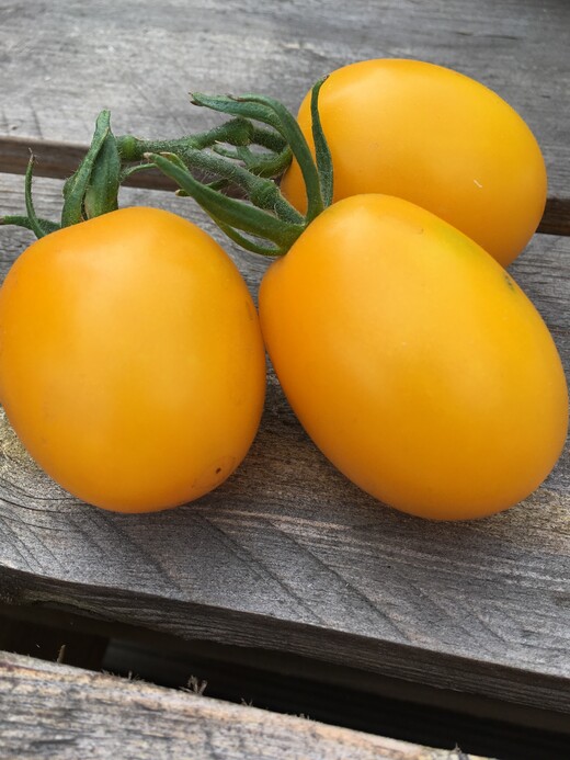 Tomaten Set "Alte Tomatensorten" - 4 BIO-Sorten [samenfest]