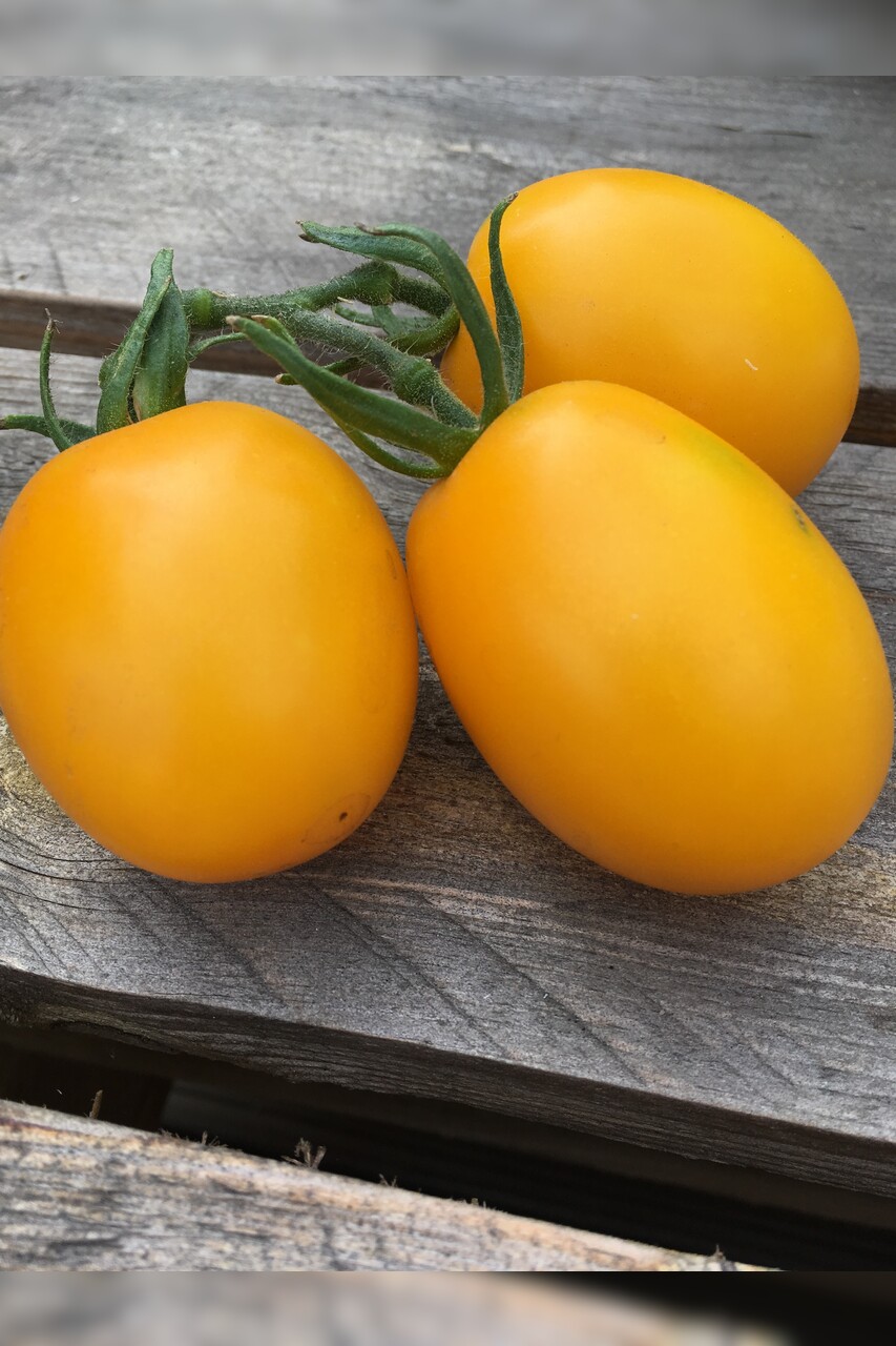 Tomaten Set "Alte Tomatensorten" - 4 BIO-Sorten [samenfest]