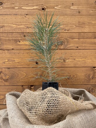 Trüffelbaum "Schwarzkiefer"