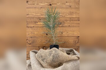 Trüffelbaum "Schwarzkiefer"