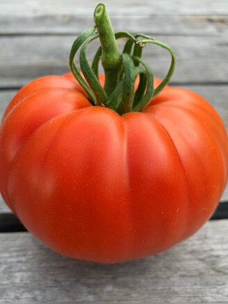 Tomate "Große aus dem Süden" - BIO-Tomatensorte [samenfest]