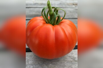 Tomate "Große aus dem Süden" - BIO-Tomatensorte [samenfest]