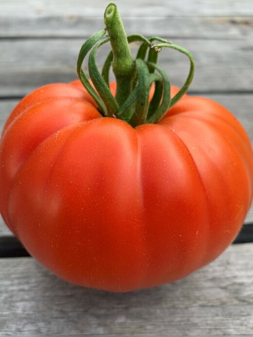 Tomate "Große aus dem Süden" - BIO-Tomatensorte [samenfest]