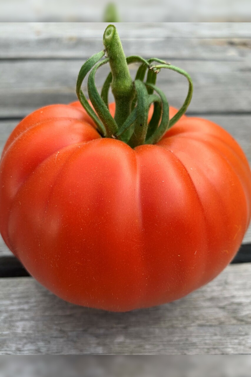 Tomate "Große aus dem Süden" - BIO-Tomatensorte [samenfest]