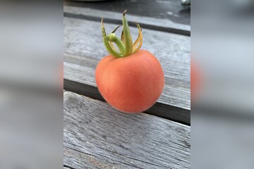 Tomate "Peche Rose" - BIO-Tomatensorte [samenfest]