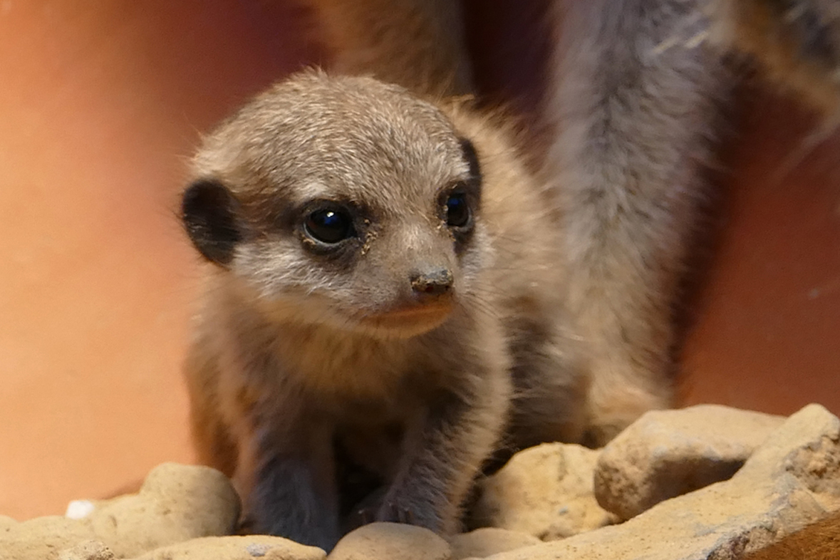 Fotokurs mit Fototour: Zoo