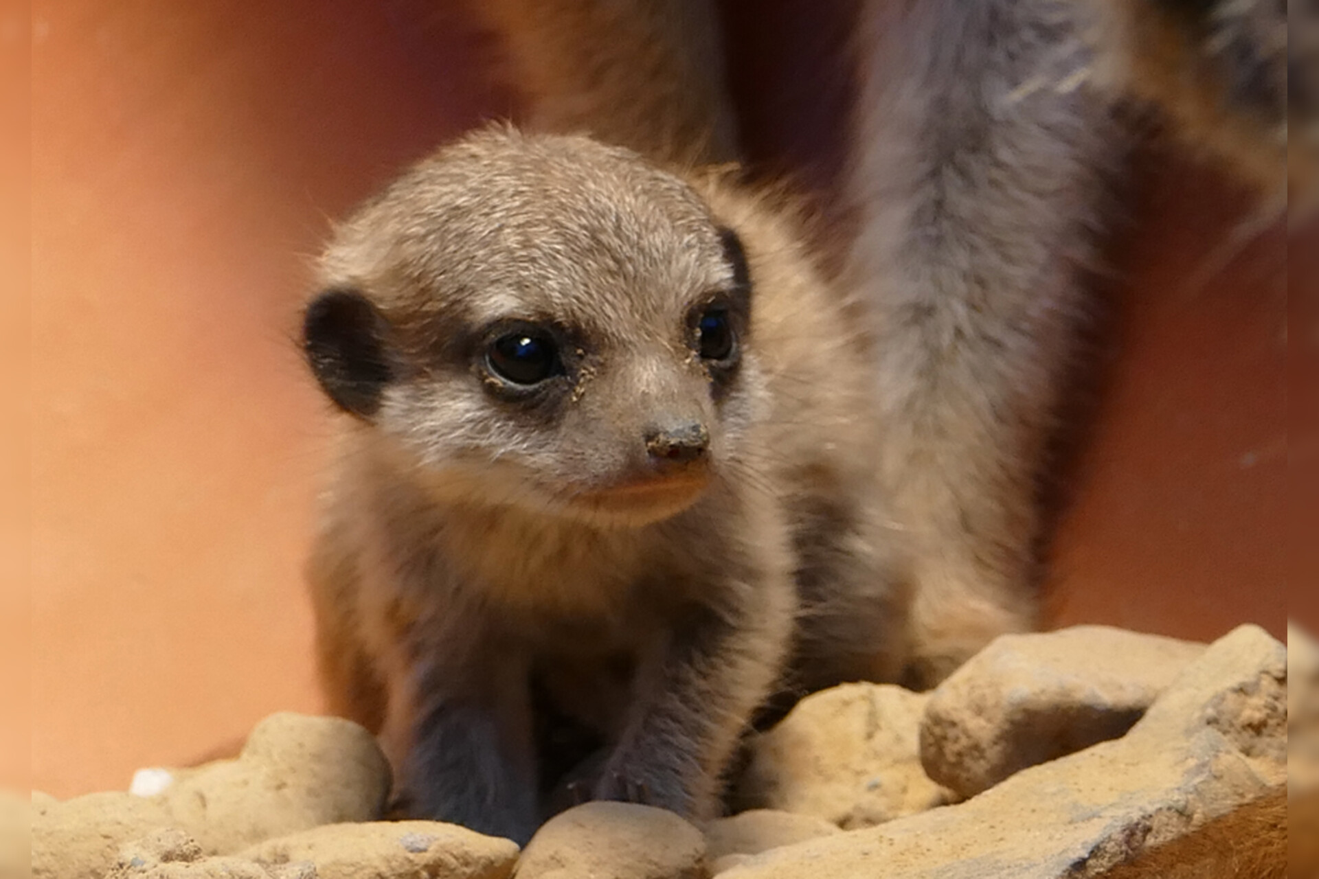 Fotokurs mit Fototour: Zoo