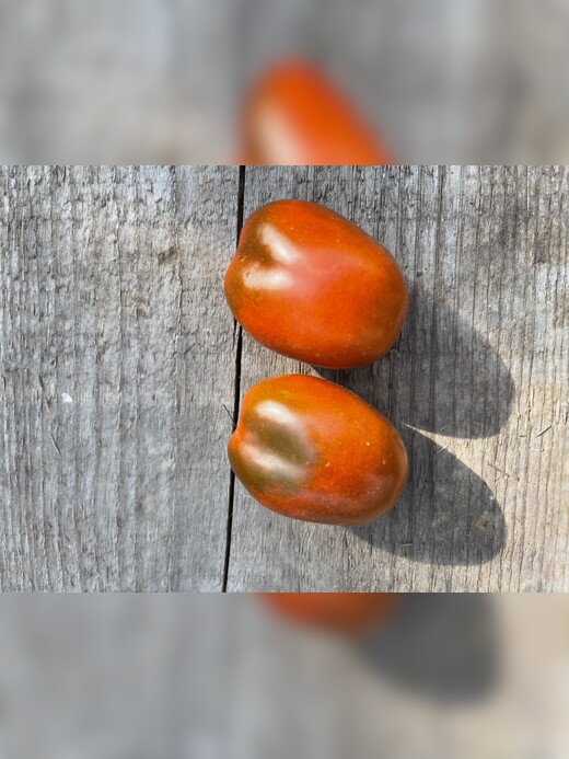 Tomate "Black Plum" - Tomatensamen [samenfest]