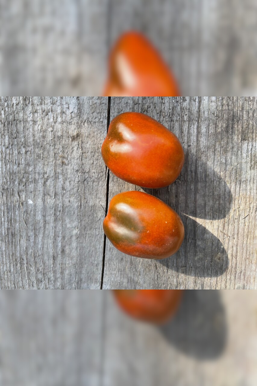 Tomate "Black Plum" - Tomatensamen [samenfest]