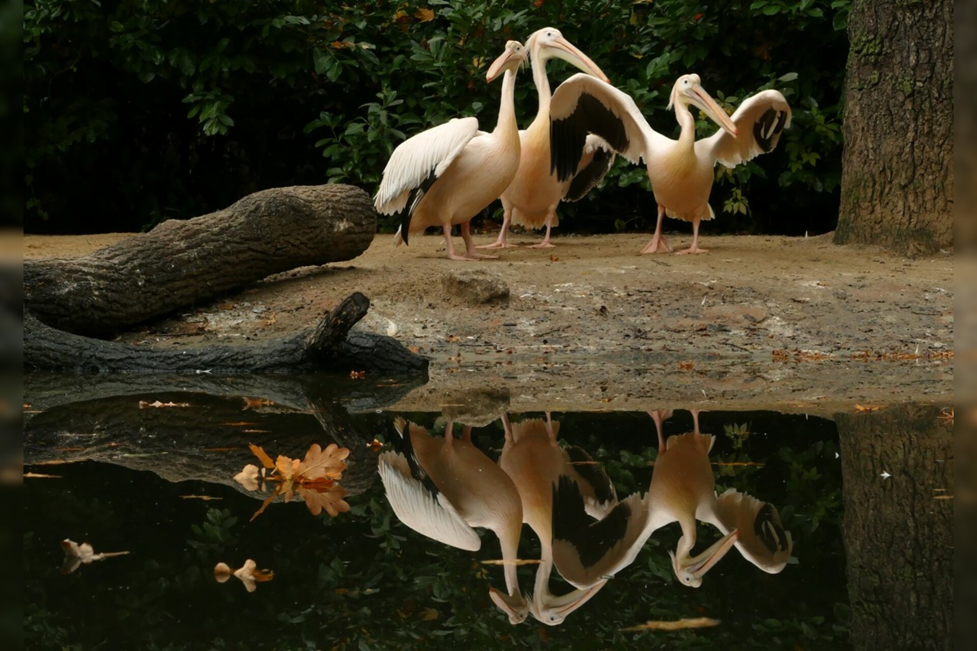 Fotokurs mit Fototour: Erlebnis-Zoo