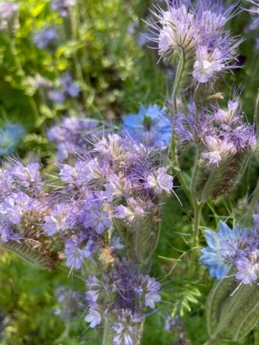 "Phacelia" -BIO-Blumensamen [samenfest]