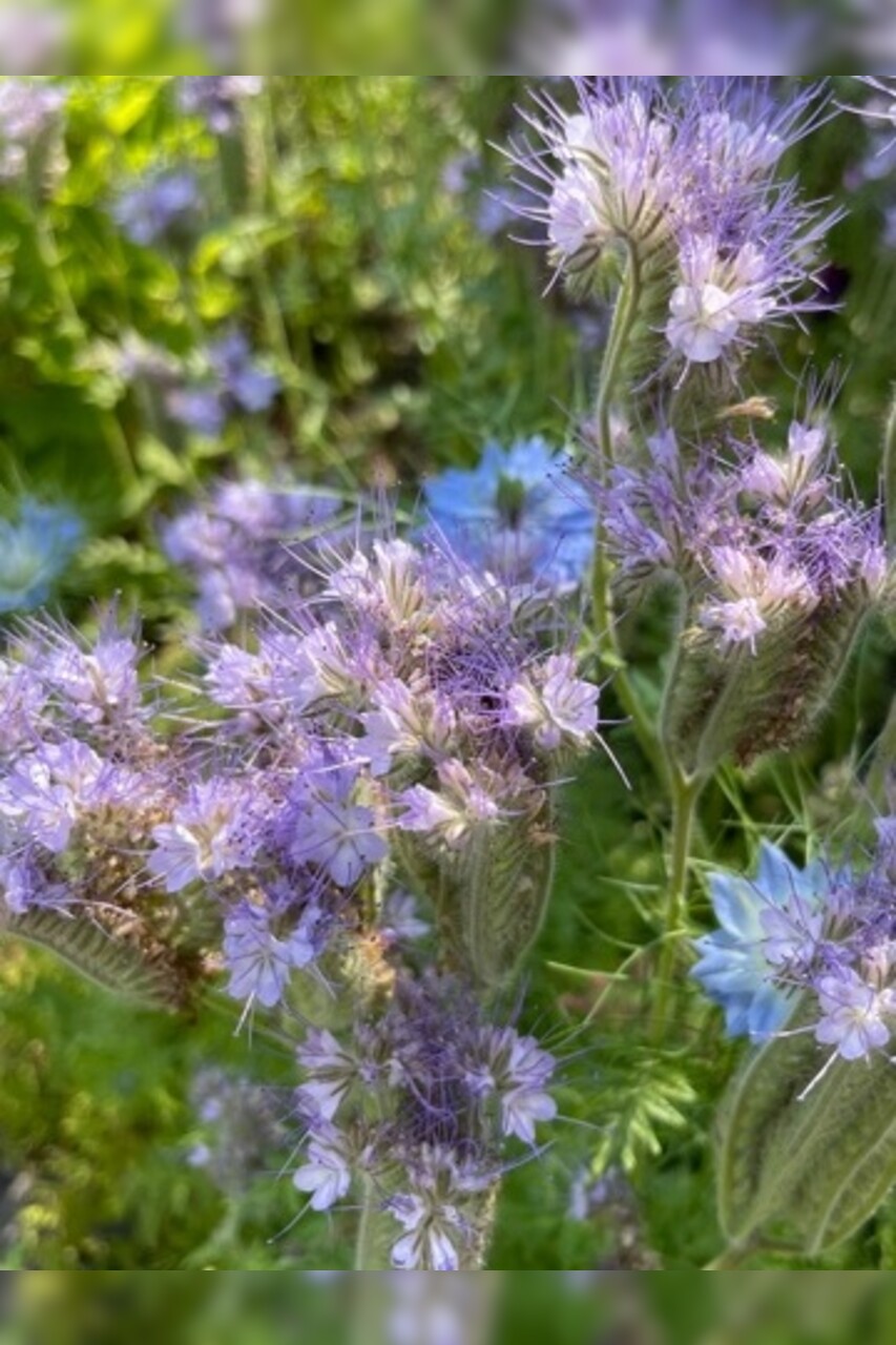 "Phacelia" -BIO-Blumensamen [samenfest]