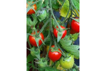 Tomate „Tumbling Tom“ - BIO-Tomatensorte