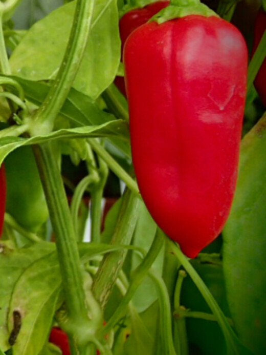 Paprika "Türkischer Gewürzpaprika" - BIO-Paprikasorte [samenfest]