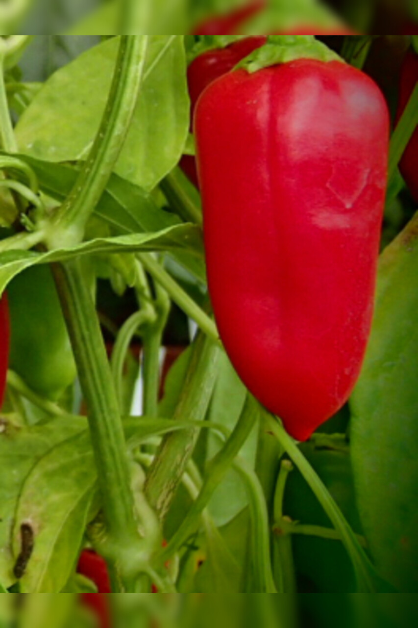 Paprika "Türkischer Gewürzpaprika" - BIO-Paprikasorte [samenfest]