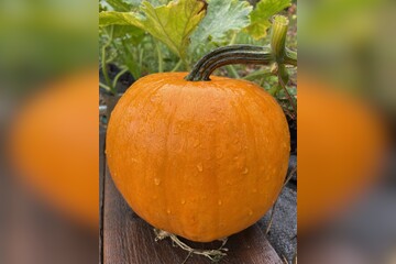 Halloweenkürbis "Jack O´Lantern" - BIO-Kürbissorte [samenfest]