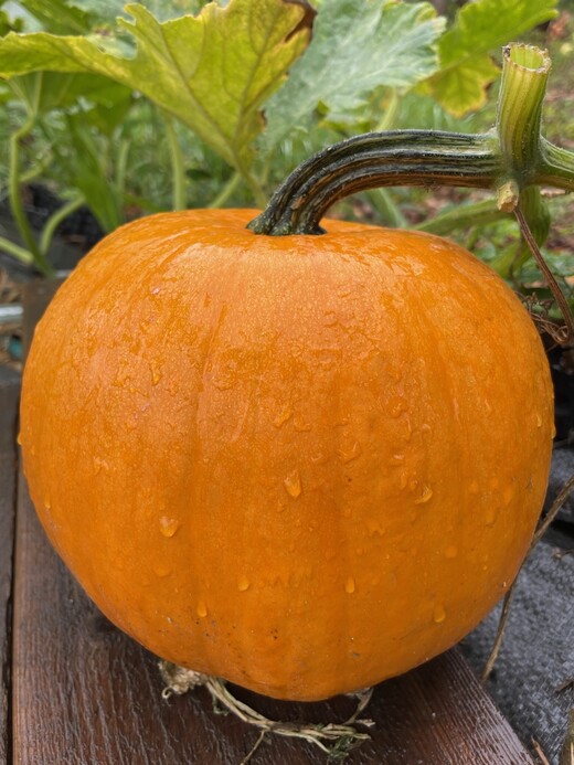 Halloweenkürbis "Jack O´Lantern" - BIO-Kürbissorte [samenfest]