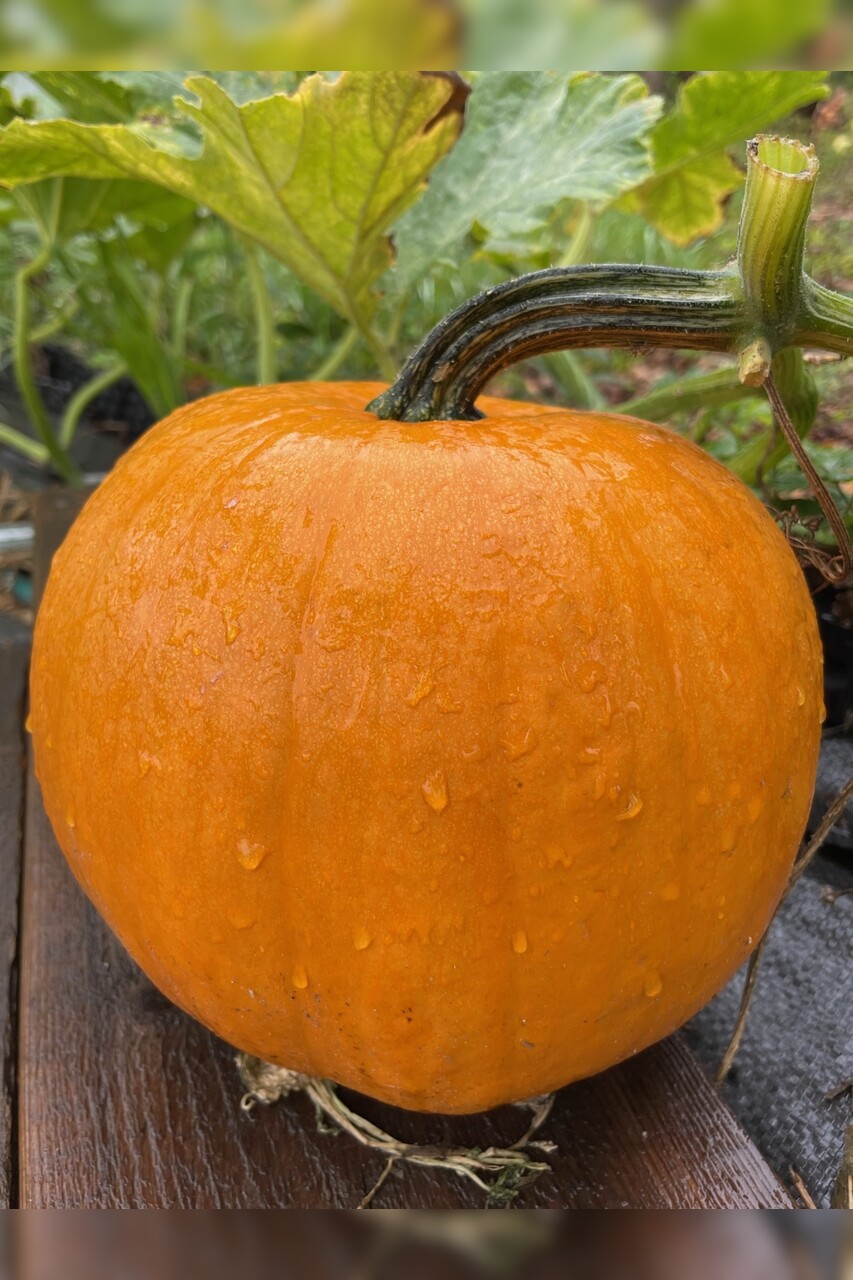 Halloweenkürbis "Jack O´Lantern" - BIO-Kürbissorte [samenfest]