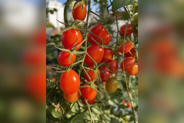 Tomate „Mini San Marzano“ - BIO-Tomatensorte [samenfest]