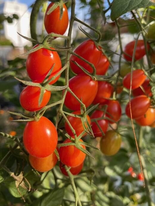 Tomate „Mini San Marzano“ - BIO-Tomatensorte [samenfest]