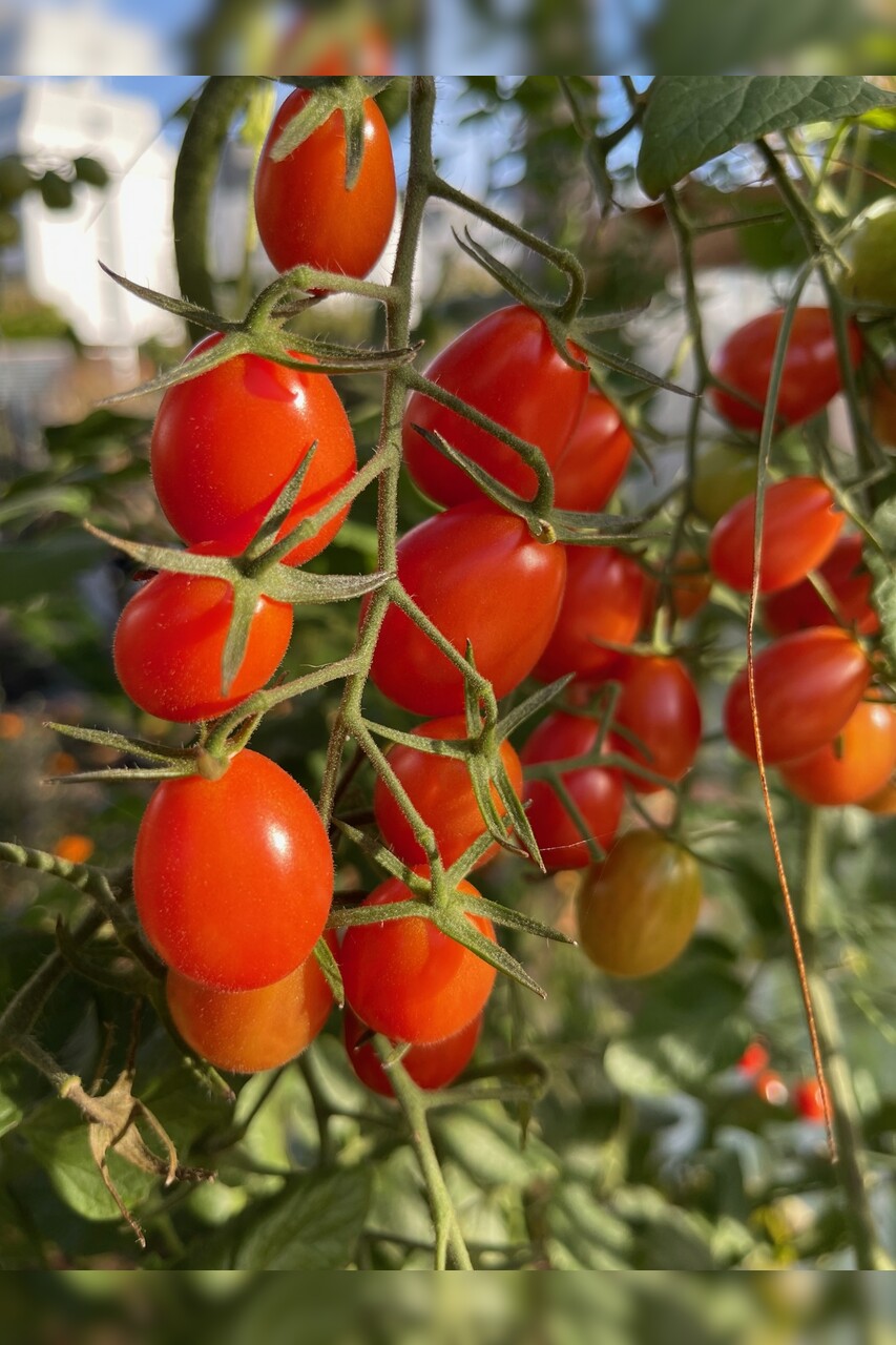 Tomate „Mini San Marzano“ - BIO-Tomatensorte [samenfest]