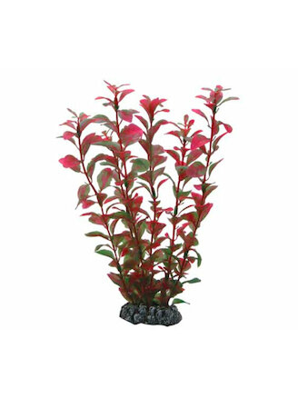 Hobby Ludwigia