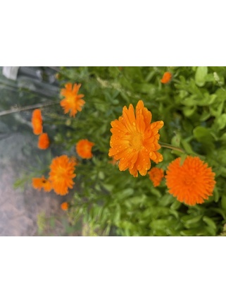 Ringelblume - Blumensamen (samenfest)