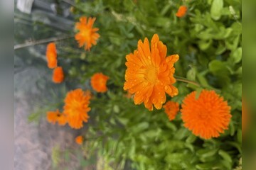 Ringelblume - Blumensamen (samenfest)