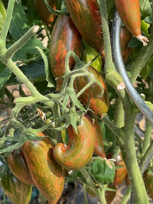 Tomate „Purple Smaragd“ - BIO-Tomatensorte [samenfest]