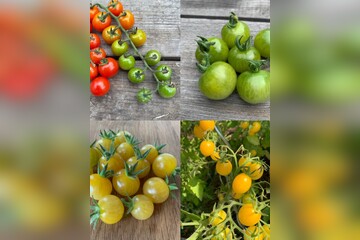 Tomaten-Set "Cocktailtomaten" - 4 BIO-Tomatensorten [samenfest]