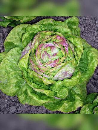 Kopfsalat Maikönig - BIO Salatsorte (samenfest)