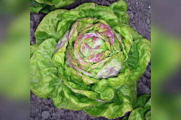 Kopfsalat Maikönig - BIO Salatsorte (samenfest)