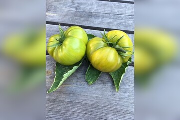 Tomate "Green Pineapple" - BIO-Tomatensorte [samenfest]