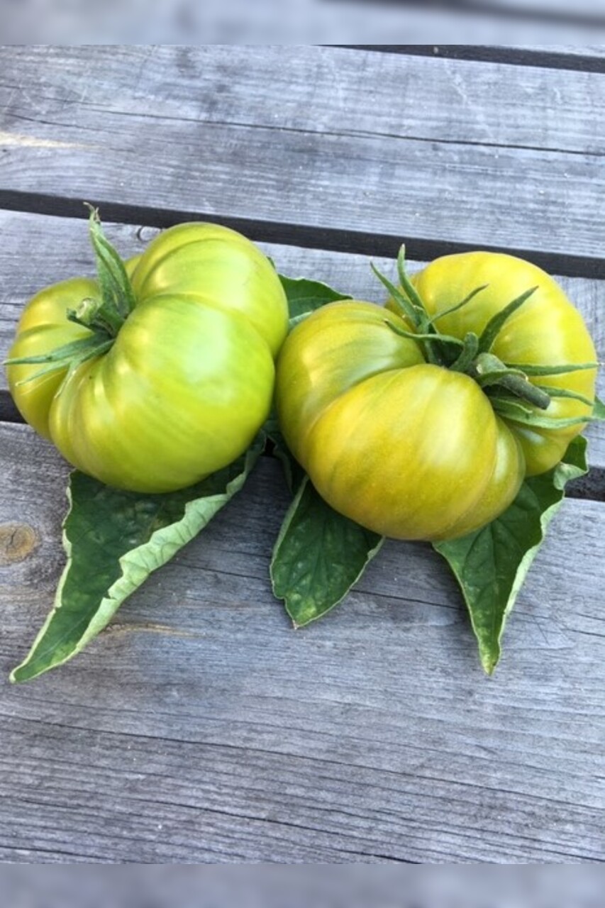 Tomate "Green Pineapple" - BIO-Tomatensorte [samenfest]