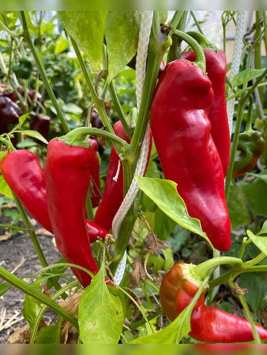 Paprika "Marconi Red" - BIO-Paprikasamen [samenfest]