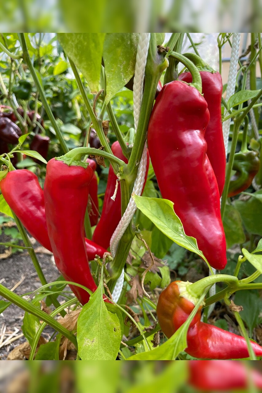 Paprika "Marconi Red" - BIO-Paprikasamen [samenfest]