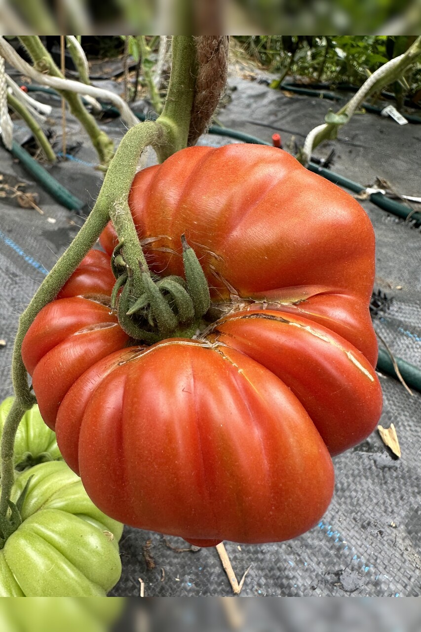 Tomate "Fleur de Reagir" - BIO-Tomatensorte [samenfest]