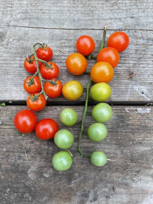 Tomate „Amore“ - BIO-Tomatensorte [samenfest]