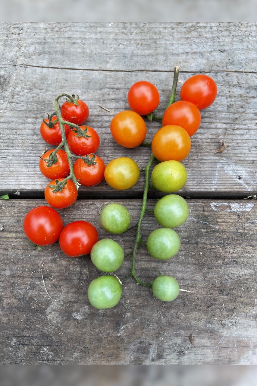 Tomate „Amore“ - BIO-Tomatensorte [samenfest]