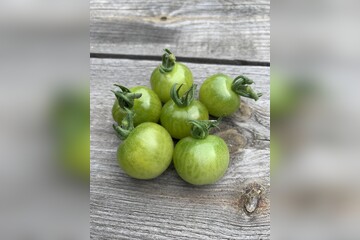 Tomate "Green Doctor" - BIO-Tomatensorte