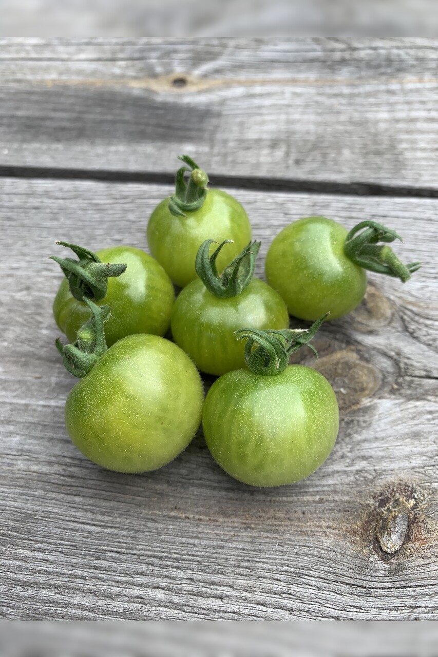 Tomate "Green Doctor" - BIO-Tomatensorte