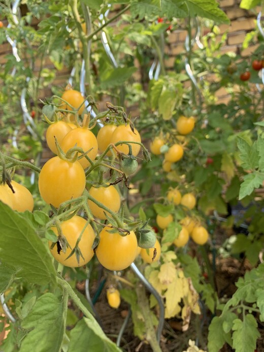 Tomate "Barry´s Crazy Cherry" - BIO-Tomatensorte [samenfest]