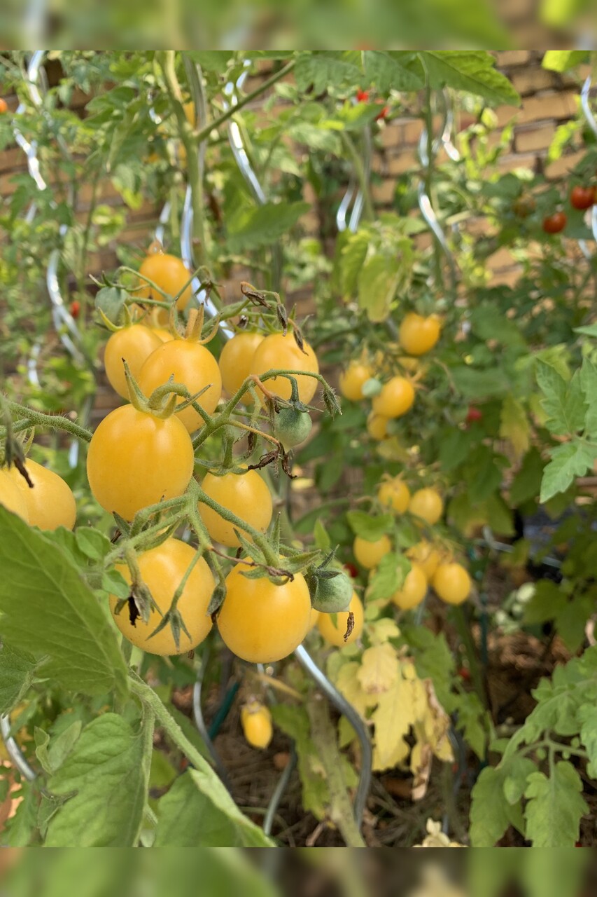 Tomate "Barry´s Crazy Cherry" - BIO-Tomatensorte [samenfest]