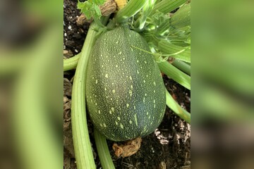 Zucchini "Tondo chiaro di Nizza" - BIO-Zucchinisorte (samenfest)