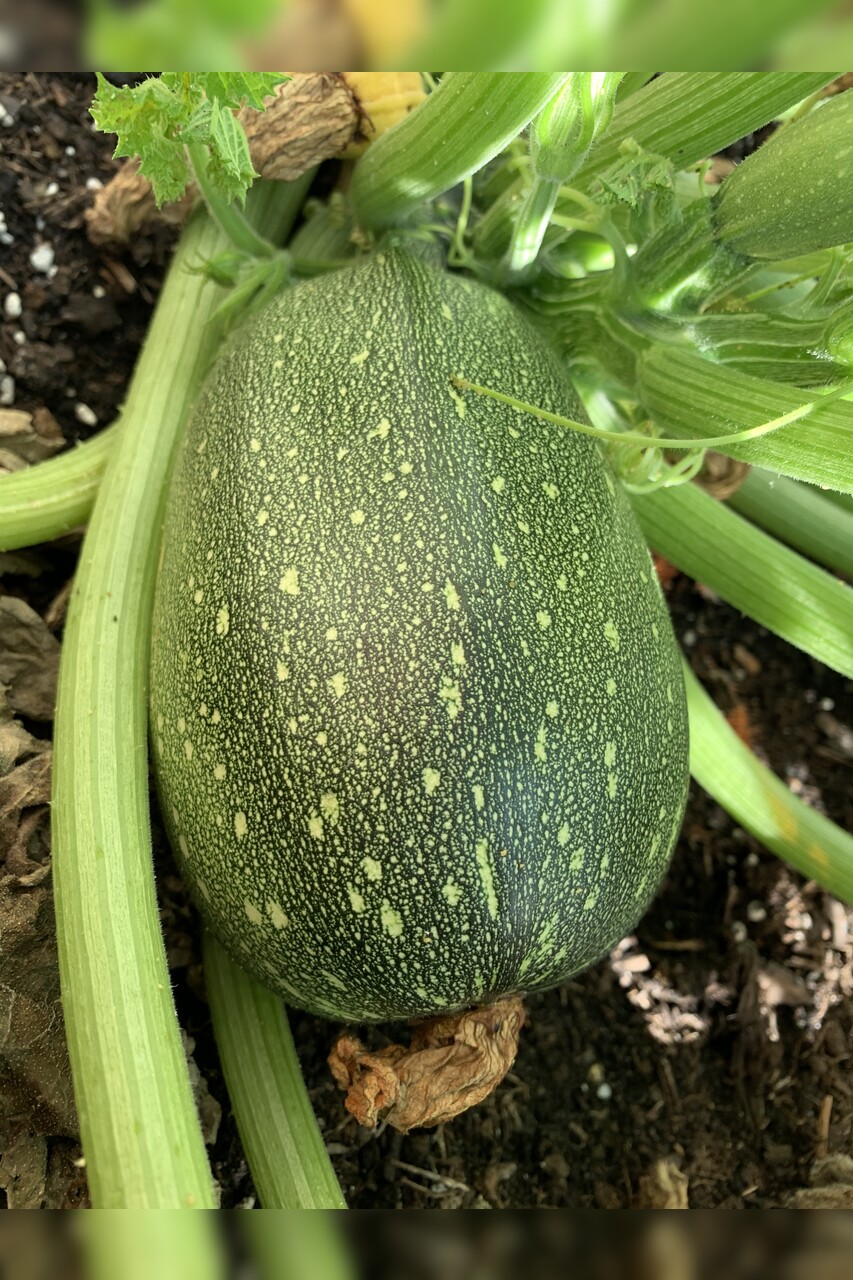 Zucchini "Tondo chiaro di Nizza" - BIO-Zucchinisorte (samenfest)