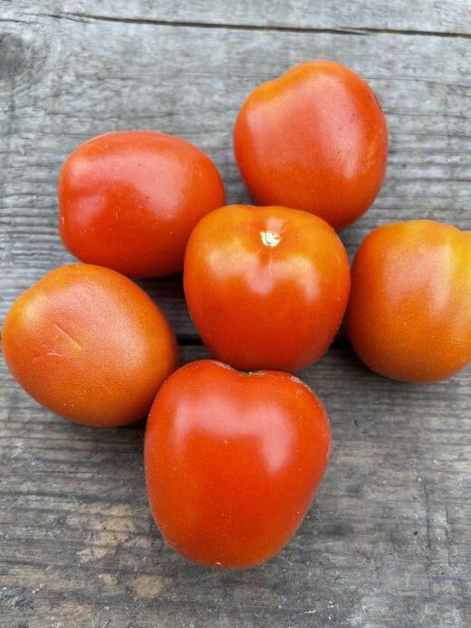 Tomate "De Berao rot" - BIO-Tomatensorte [samenfest]