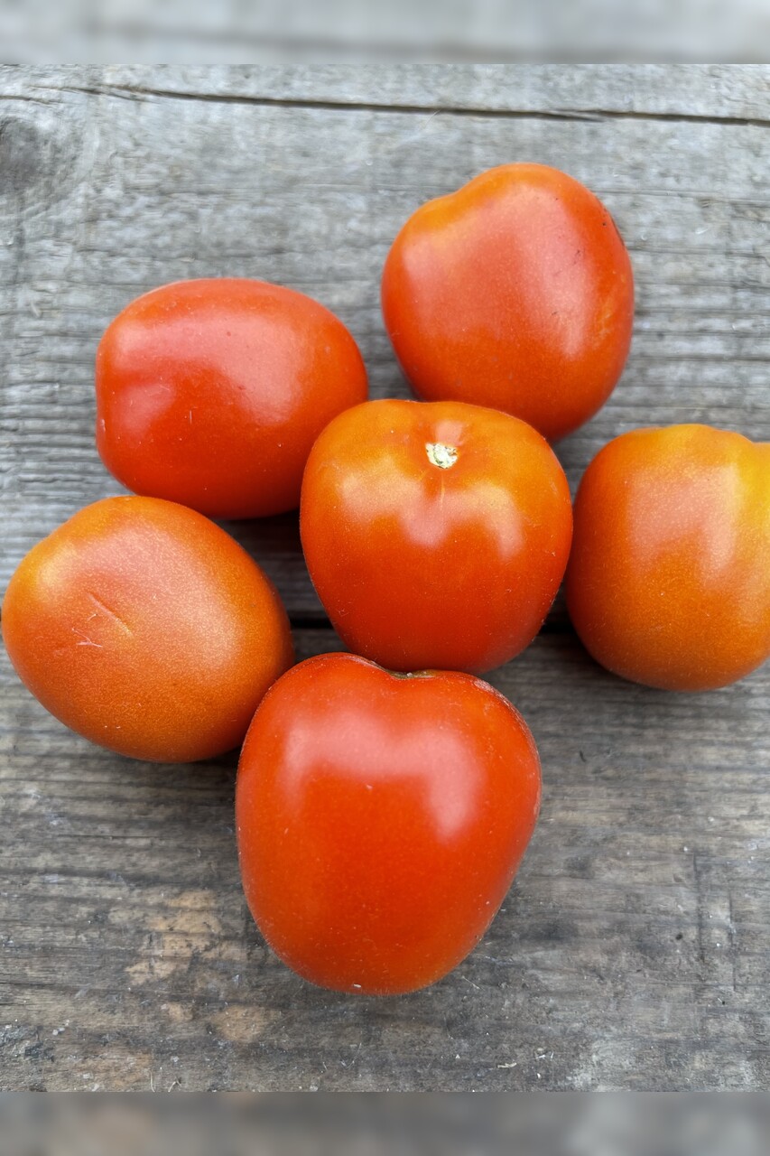 Tomate "De Berao rot" - BIO-Tomatensorte [samenfest]