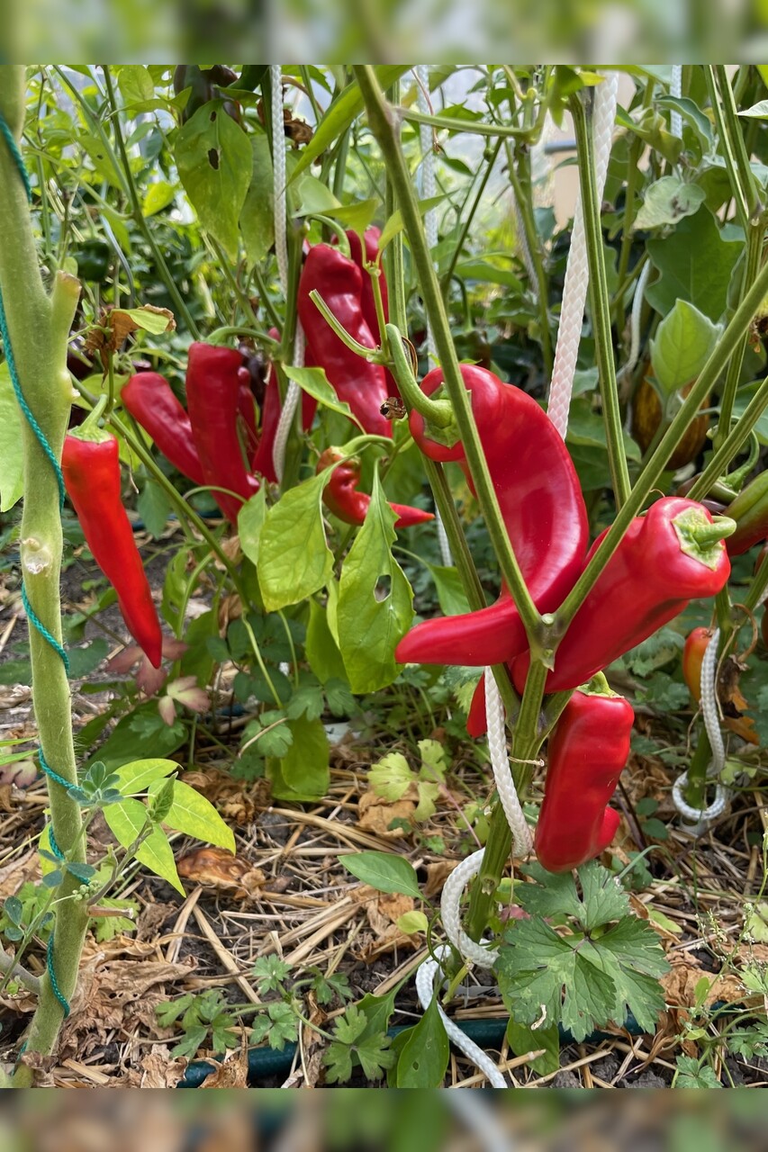 Paprika "Marconi Red" - BIO-Paprikasamen [samenfest]