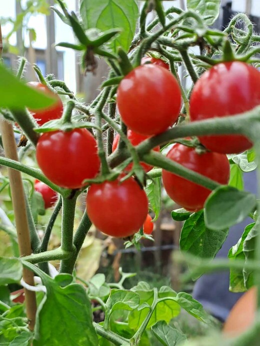 Tomate "Ampeltomate" -BIO-Balkontomate [samenfest]